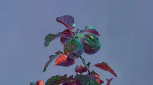 Bunte Blätter und Früchte gegen blauen Himmel