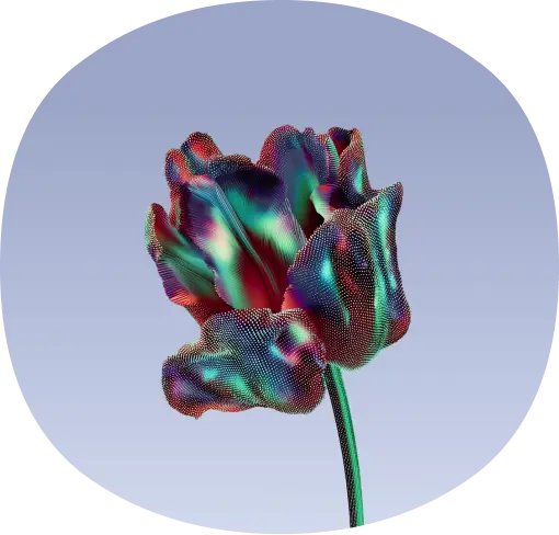 Bunte Tulpe mit irisierenden Farben auf blauem Hintergrund